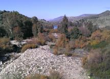 A 500 metros desemboca el Guadalete en el Pantano